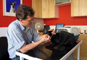 vet and black cat